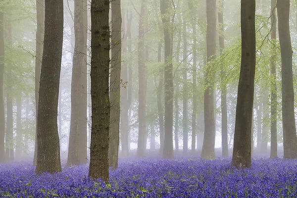Bluebell (Hyacinthoides non-scripta) Wood in Mist, Hertfordshire, England