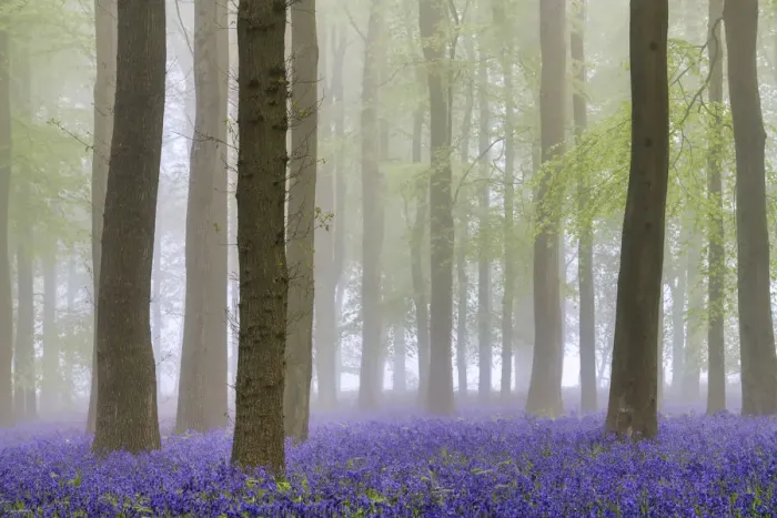 Framed Print : Bluebell (Hyacinthoides non-scripta) Wood in Mist, Hertfordshire, England Framed Print : Bluebell (Hyacinthoides non-scripta) Wood in Mist, Hertfordshire, England
