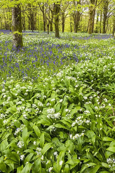 Bluebell & Wild Garlic Wood, Cornwall, England