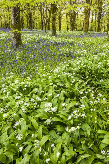 Framed Print : Bluebell & Wild Garlic Wood, Cornwall, England Framed Print : Bluebell & Wild Garlic Wood, Cornwall, England