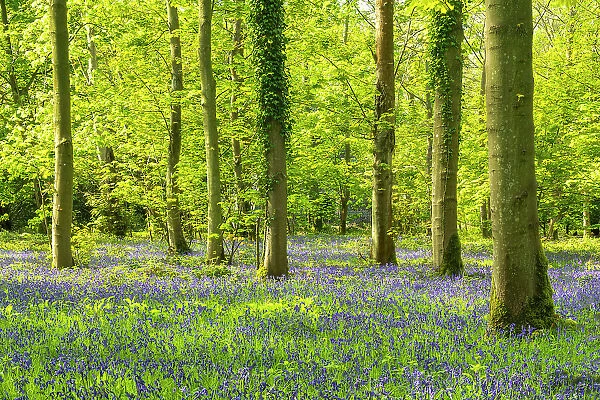 Bluebell Wood, Blickling Estate, Norfolk, England
