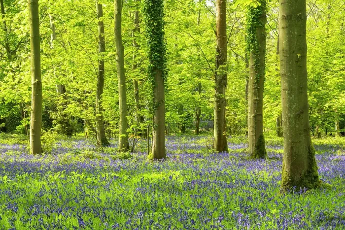 Framed Print : Bluebell Wood, Blickling Estate, Norfolk, England