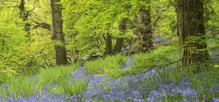 Framed Print : Bluebell woodland in Priors Wood, Portbury, Avon, England. Spring (May) Framed Print : Bluebell woodland in Priors Wood, Portbury, Avon, England. Spring (May)