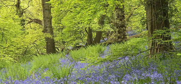 Bluebell woodland in Priors Wood, Portbury, Avon, England. Spring (May)