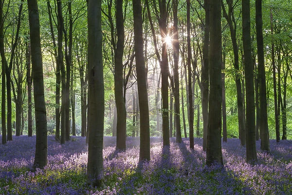 Bluebell woodland in spring time, Wiltshire, England