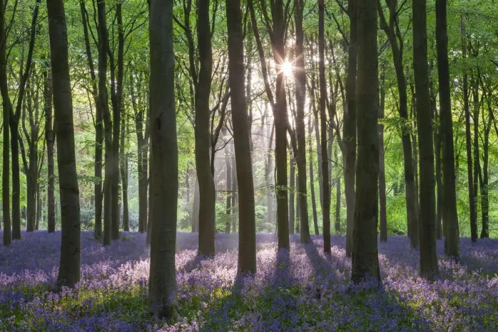 Framed Print : Bluebell woodland in spring time, Wiltshire, England Framed Print : Bluebell woodland in spring time, Wiltshire, England