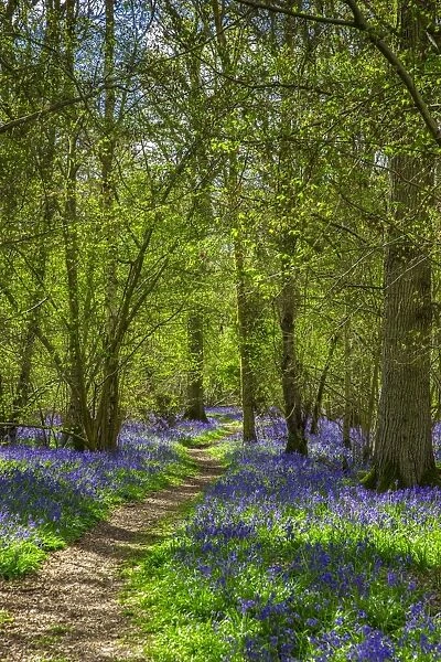 Bluebell woods, Surrey, England, UK