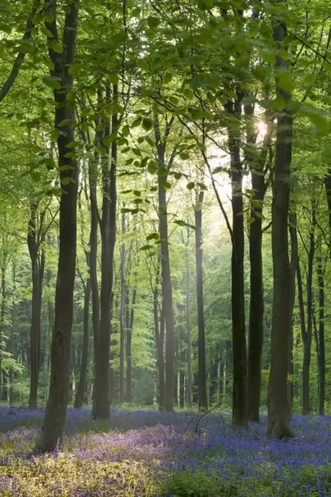 Framed Print : Bluebells and beech trees, West Woods, Marlborough, Wiltshire, England. Spring (May) Framed Print : Bluebells and beech trees, West Woods, Marlborough, Wiltshire, England. Spring (May)