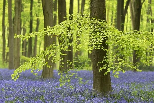 Bluebells and beech trees in West Woods, Wiltshire, England. Spring (May)