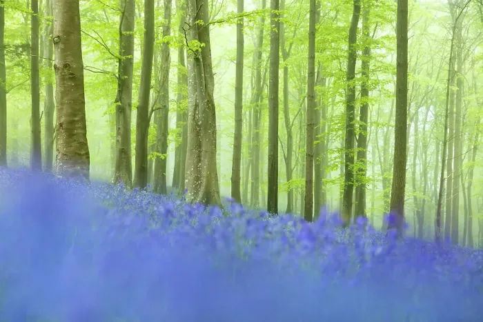 Framed Print : Bluebells in beech woodland, Ashmore Wood, Cranborne Chase, Dorset, England, UK Framed Print : Bluebells in beech woodland, Ashmore Wood, Cranborne Chase, Dorset, England, UK
