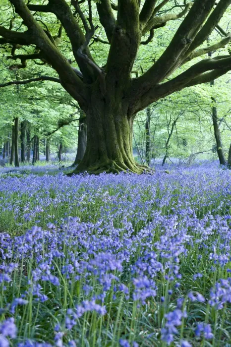 Framed Print : Bluebells, Bulbarrow Woods, Dorset, England Framed Print : Bluebells, Bulbarrow Woods, Dorset, England
