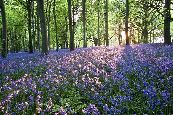 Bluebells, Bulbarrow Woods, Dorset, England