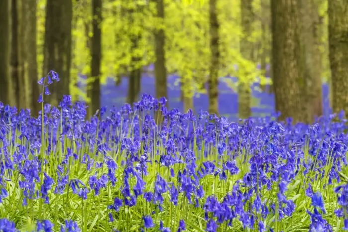 Framed Print : Bluebells at Dockey Wood, Ashridge Estate, Hertfordshire, UK