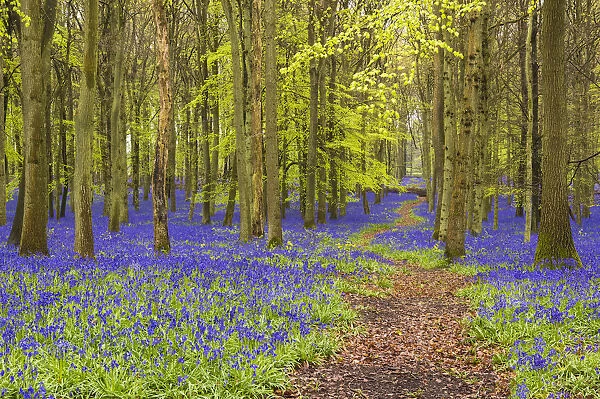 Bluebells at Dockey Wood, Ashridge Estate, Hertfordshire, UK