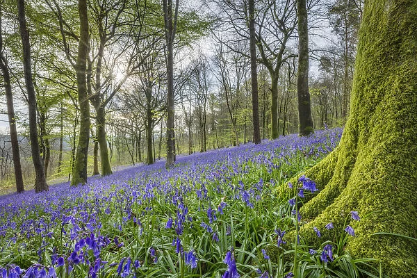 Bluebells (Endymion non-scriptus) in bloom in Delcombe Wood, Dorset, England, UK