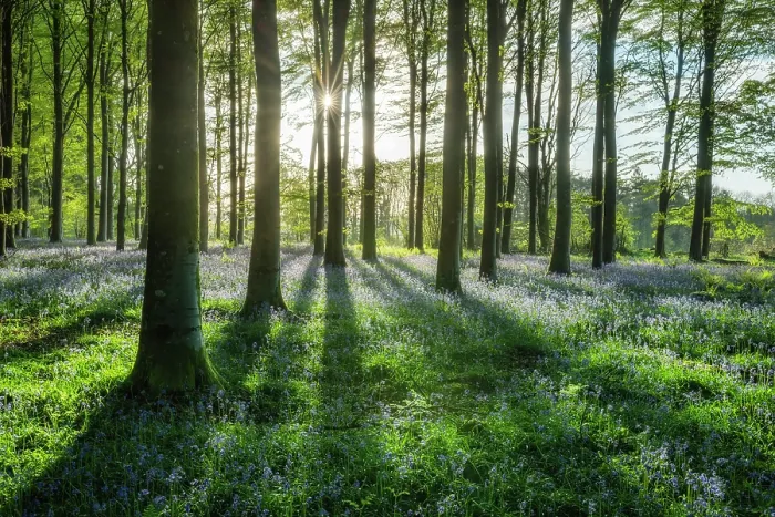 Framed Print : Bluebells (Endymion non-scriptus) in bloom in deciduous broadleaved beech woodland at sunrise, Cranborne Chase, Dorset, England, UK, April 2024 Framed Print : Bluebells (Endymion non-scriptus) in bloom in deciduous broadleaved beech woodland at sunrise, Cranborne Chase, Dorset, England, UK, April 2024