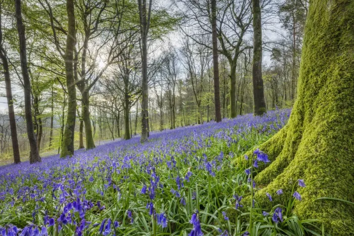Framed Print : Bluebells (Endymion non-scriptus) in bloom in Delcombe Wood, Dorset, England, UK Framed Print : Bluebells (Endymion non-scriptus) in bloom in Delcombe Wood, Dorset, England, UK