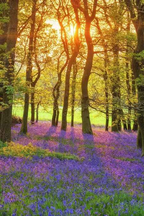 Framed Print : Bluebells (Endymion non-scriptus) in bloom in Oak (Quercus robur) woodland near Blandford Forum, Dorset, England, UK, April 2025 Framed Print : Bluebells (Endymion non-scriptus) in bloom in Oak (Quercus robur) woodland near Blandford Forum, Dorset, England, UK, April 2025
