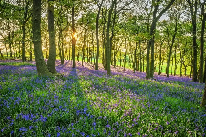 Framed Print : Bluebells (Endymion non-scriptus) in bloom in Oak (Quercus robur) woodland near Blandford Forum, Dorset, England, UK, April 2025 Framed Print : Bluebells (Endymion non-scriptus) in bloom in Oak (Quercus robur) woodland near Blandford Forum, Dorset, England, UK, April 2025