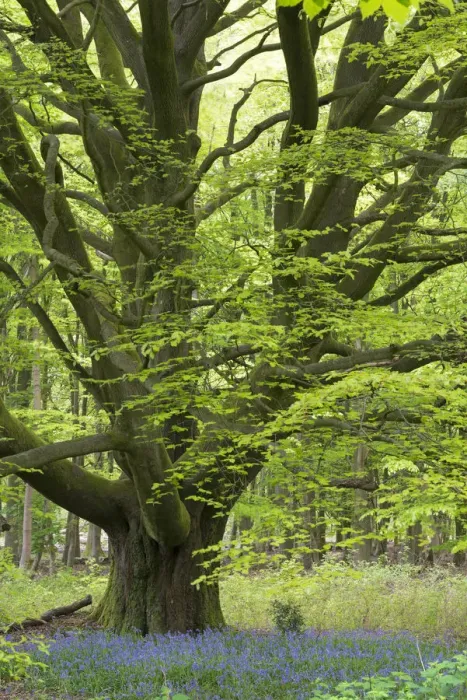 Framed Print : Bluebells growing beneath an ancient pollarded Beech tree in Savernake Forest, Marlborough Framed Print : Bluebells growing beneath an ancient pollarded Beech tree in Savernake Forest, Marlborough