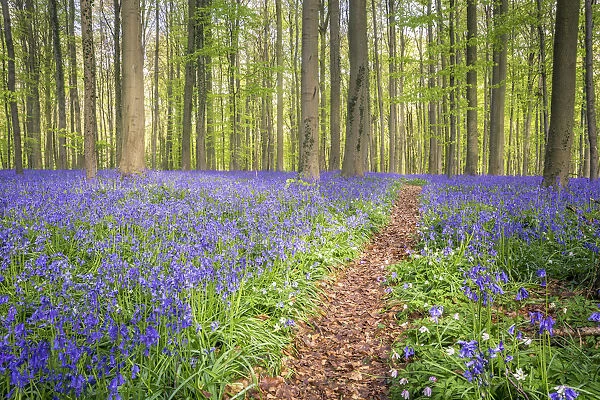 Bluebells into the Halle Forest, Halle, Flandres, Belgium