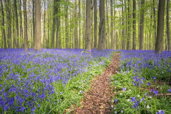 Framed Print : Bluebells into the Halle Forest, Halle, Flandres, Belgium Framed Print : Bluebells into the Halle Forest, Halle, Flandres, Belgium