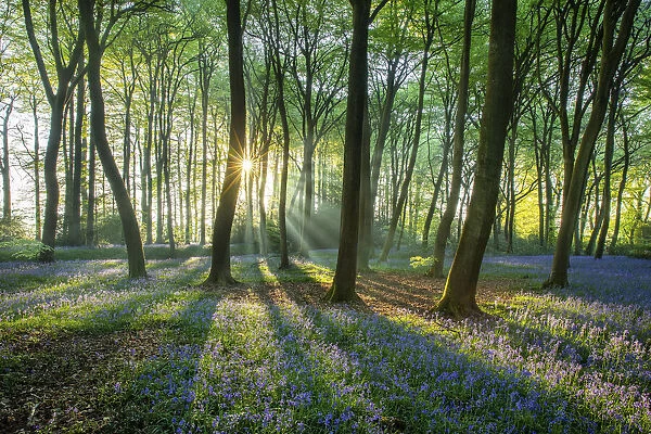 Bluebells, Henley, Oxfordshire England, UK