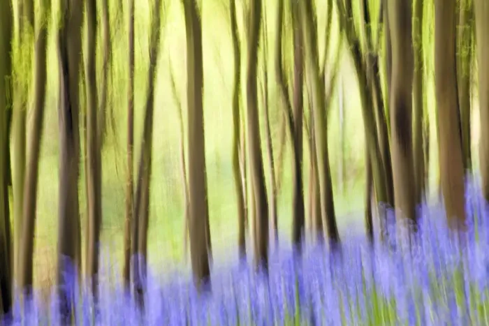 Framed Print : Bluebells (Hyacinthoides non-scripta) in woods, Somerset, England, UK Framed Print : Bluebells (Hyacinthoides non-scripta) in woods, Somerset, England, UK