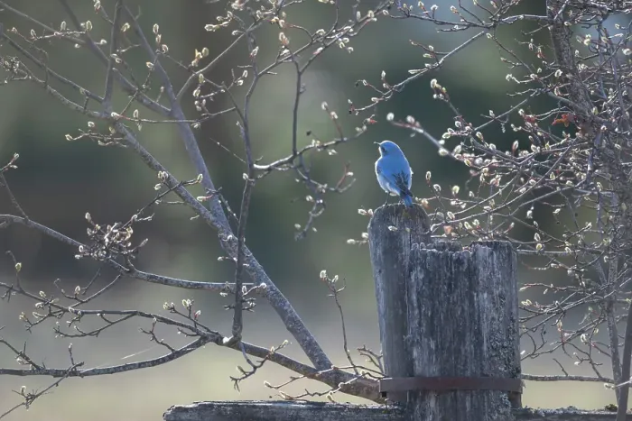 Framed Print : Bluebird, Salmon Arm, British Columbia, Canada