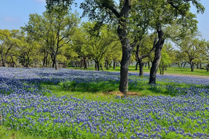 Framed Print : Bluebonnets and oaks on grounds of a rural residence, Turkey Bend LCRA, Marble Falls, Texas, USA Framed Print : Bluebonnets and oaks on grounds of a rural residence, Turkey Bend LCRA, Marble Falls, Texas, USA