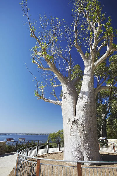 Boab tree in Kings Park, Perth, Western Australia, Australia