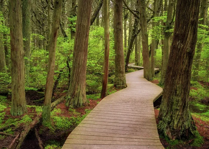 Framed Print : Boardwalk at Atlantic White Cedar Swamp on Caple Cod, South Wellflefet, Massachusetts, USA Framed Print : Boardwalk at Atlantic White Cedar Swamp on Caple Cod, South Wellflefet, Massachusetts, USA