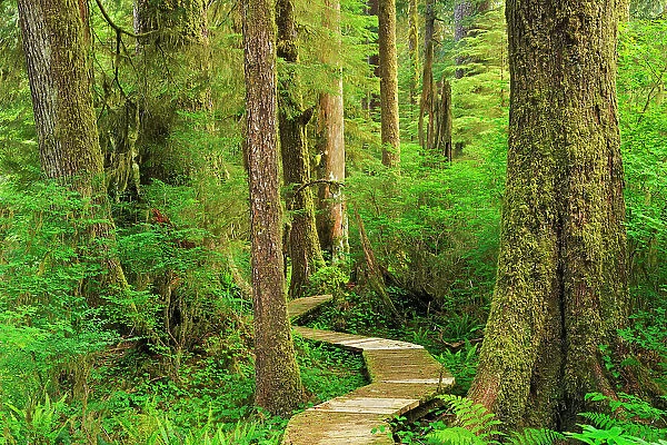 Boardwalk in coastal temperate rain forest Carmanah-Walbran Provincial Park British Columbia, Canada