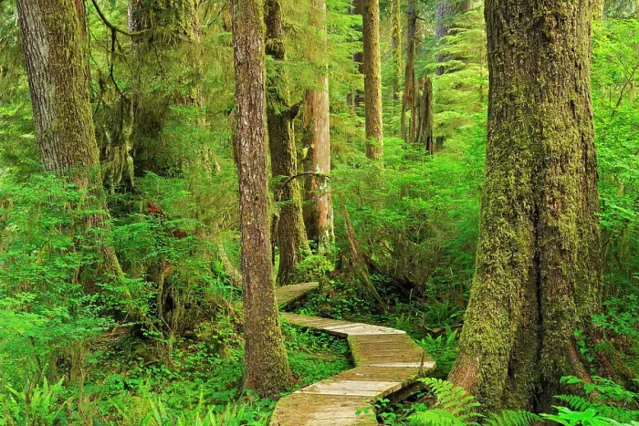 Framed Print : Boardwalk in coastal temperate rain forest Carmanah-Walbran Provincial Park British Columbia, Canada Framed Print : Boardwalk in coastal temperate rain forest Carmanah-Walbran Provincial Park British Columbia, Canada