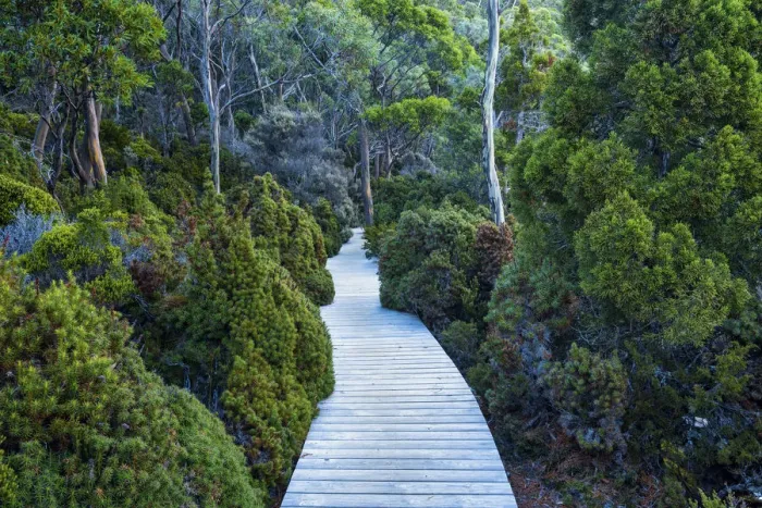 Framed Print : Boardwalk Through Forest, Mt. Field National Park, Tasmania Framed Print : Boardwalk Through Forest, Mt. Field National Park, Tasmania