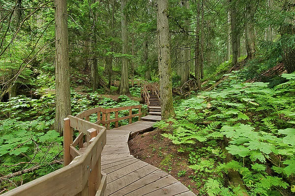 Boardwalk in the Old growth in Inland temperate rain forest on Giant Cedars Trail. Mount Revelstoke National Park, British Columbia, Canada