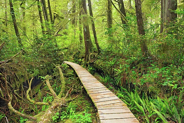 Boardwalk and Trees in old growth coastal temperate rain forest Pacific Rim National Park, British Columbia, Canada