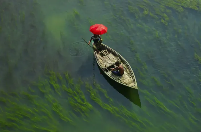 Framed Print : A boat man crossing river with full of algae, Sirajganj, Bangladesh Framed Print : A boat man crossing river with full of algae, Sirajganj, Bangladesh