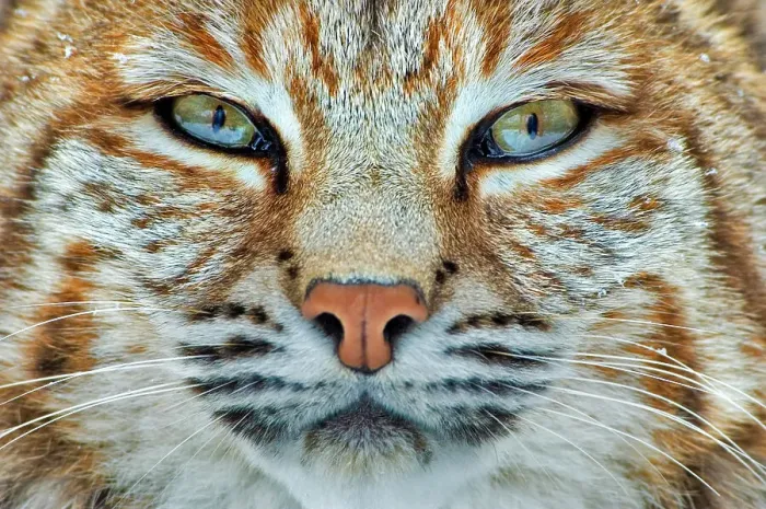 Framed Print : Bobcat (Lynx rufus) - captive, Ontario, Canada