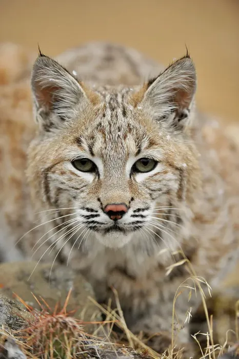 Framed Print : Bobcat (Lynx rufus) Captive raised, Bozeman, Montana, USA Framed Print : Bobcat (Lynx rufus) Captive raised, Bozeman, Montana, USA