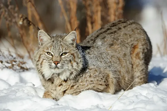 Framed Print : Bobcat (Lynx rufus) Captive raised, Bozeman, Montana, USA Framed Print : Bobcat (Lynx rufus) Captive raised, Bozeman, Montana, USA