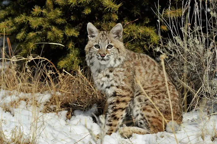 Framed Print : Bobcat (Lynx rufus) Captive raised, Bozeman, Montana, USA Framed Print : Bobcat (Lynx rufus) Captive raised, Bozeman, Montana, USA