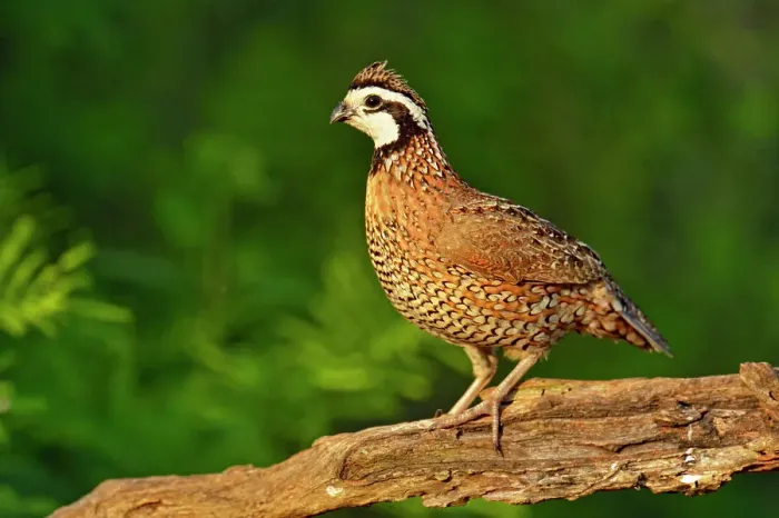 Framed Print : Bobwhite Quail (Colinus virginianus), Rio Grande City, Texas, USA Framed Print : Bobwhite Quail (Colinus virginianus), Rio Grande City, Texas, USA