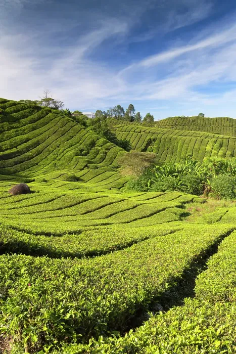 Framed Print : BOH Sungai Palas tea plantation, Cameron Highlands, Pahang, Malaysia Framed Print : BOH Sungai Palas tea plantation, Cameron Highlands, Pahang, Malaysia