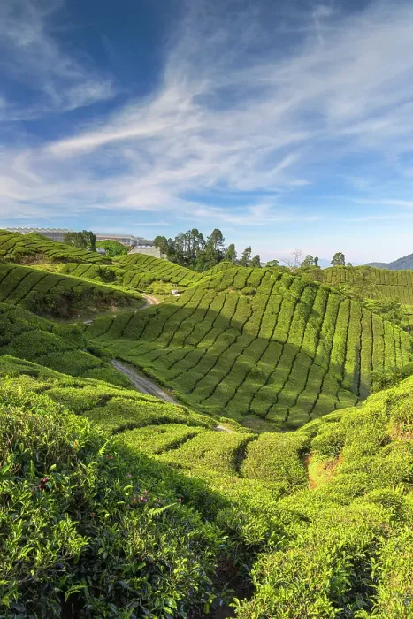 Framed Print : BOH Sungai Palas tea plantation, Cameron Highlands, Pahang, Malaysia Framed Print : BOH Sungai Palas tea plantation, Cameron Highlands, Pahang, Malaysia