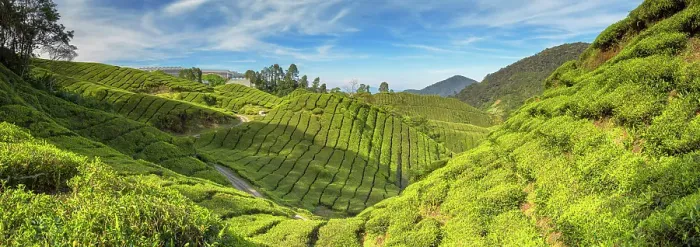 Framed Print : BOH Sungai Palas tea plantation, Cameron Highlands, Pahang, Malaysia