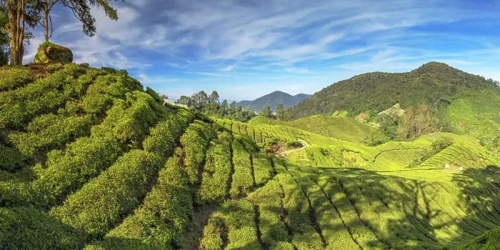 Framed Print : BOH Sungai Palas tea plantation, Cameron Highlands, Pahang, Malaysia Framed Print : BOH Sungai Palas tea plantation, Cameron Highlands, Pahang, Malaysia