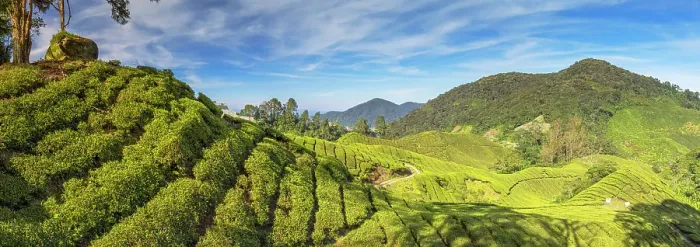 Framed Print : BOH Sungai Palas tea plantation, Cameron Highlands, Pahang, Malaysia Framed Print : BOH Sungai Palas tea plantation, Cameron Highlands, Pahang, Malaysia