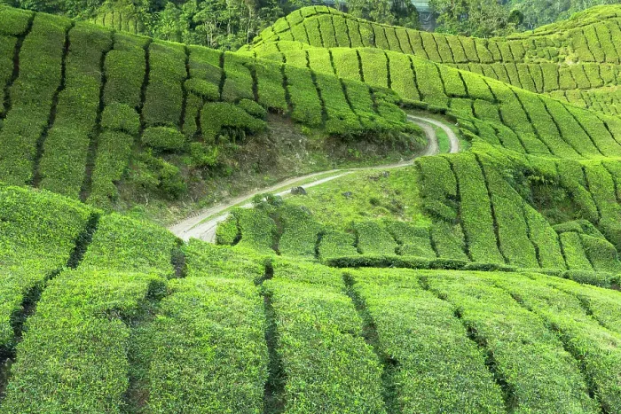 Framed Print : BOH Sungai Palas tea plantation, Cameron Highlands, Pahang, Malaysia