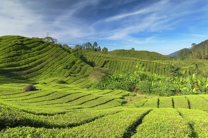 Framed Print : BOH Sungai Palas tea plantation, Cameron Highlands, Pahang, Malaysia Framed Print : BOH Sungai Palas tea plantation, Cameron Highlands, Pahang, Malaysia